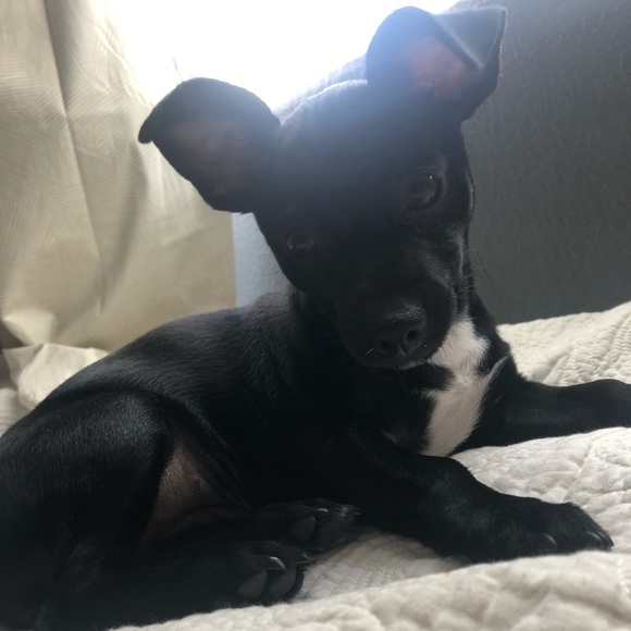 Meet your Posher, Erica - Picture 1 of 1